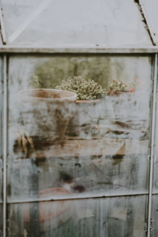 small plants grow out of a tint pan