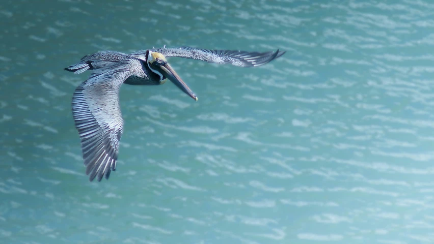 a bird is flying in the sky over the water