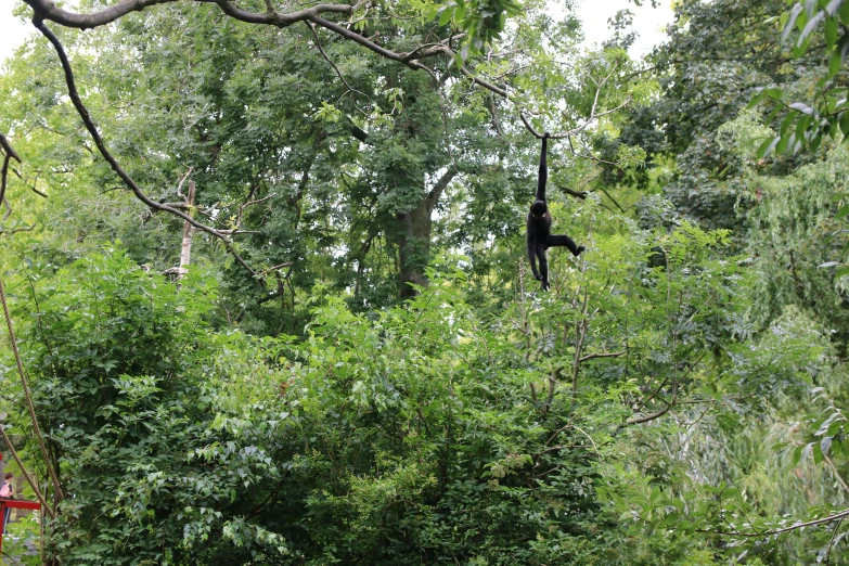 an animal that is hanging upside down on a nch in the trees