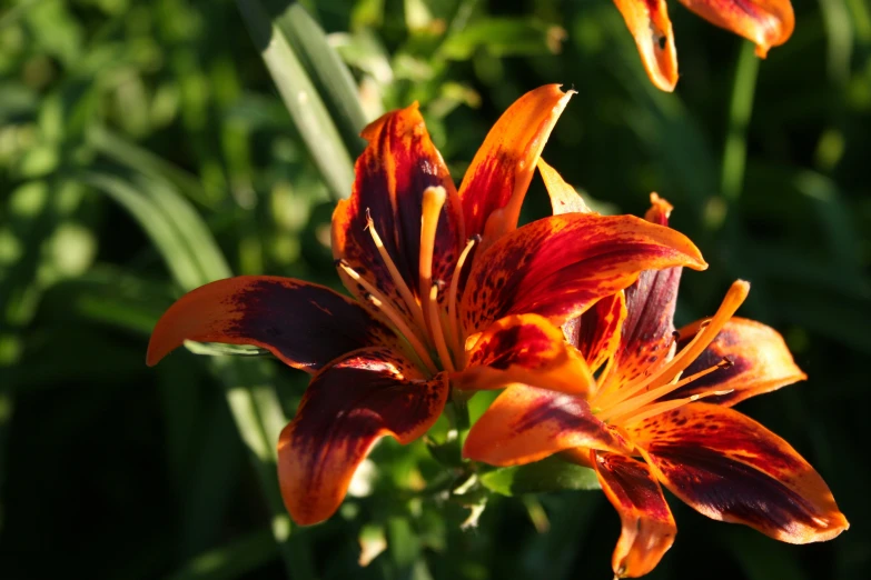 the orange flowers are growing close together