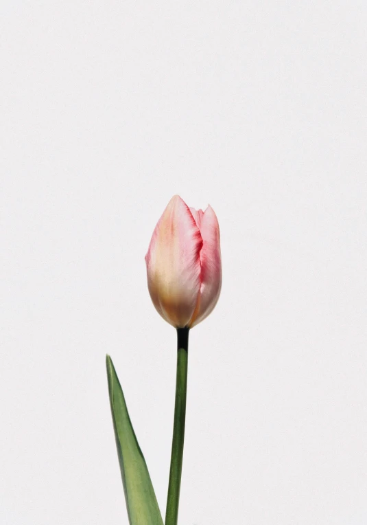 two white and red tulips in a clear vase