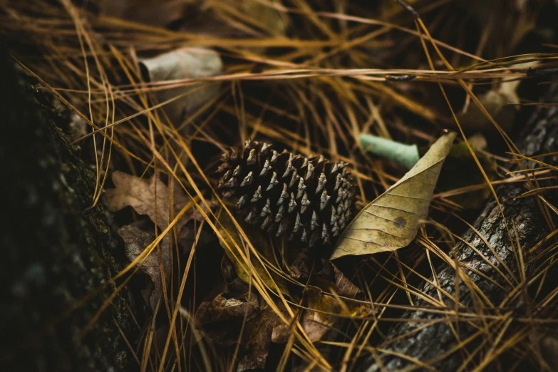 a pine cone in the forest among dry grass and nches