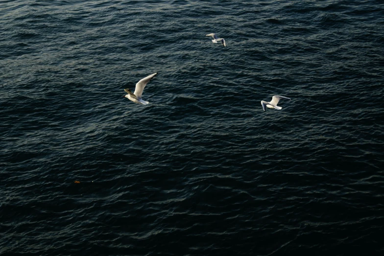 a few birds flying over some deep blue water