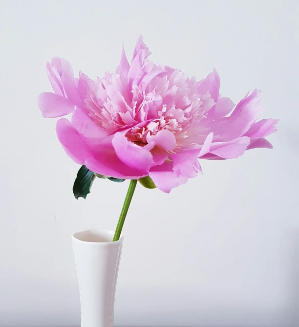 a flower is in a white vase with water droplets on the bottom