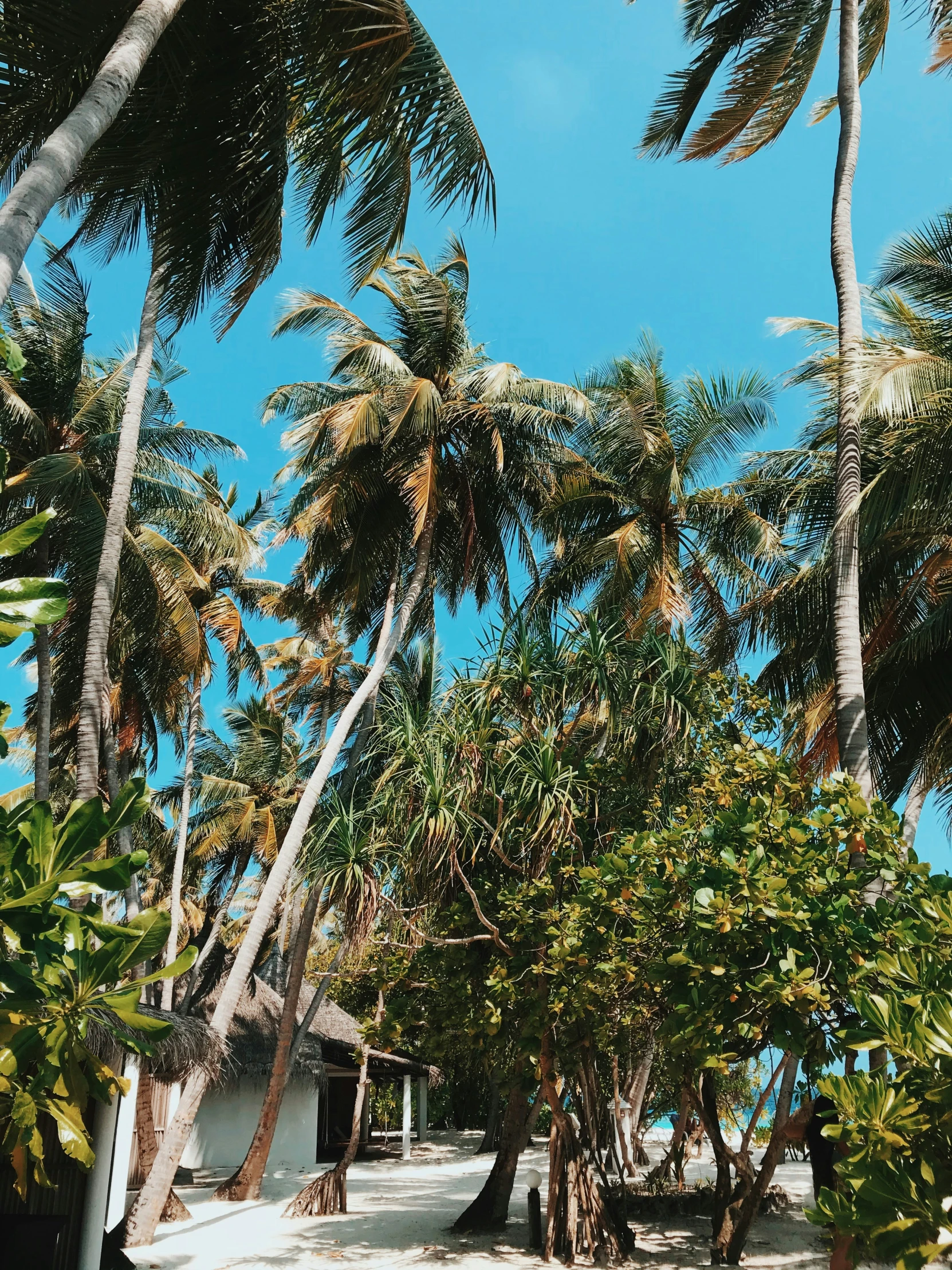 a beach with some palm trees in the background