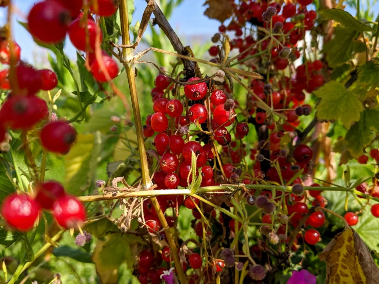 berries hanging from a bush outdoors in the sun