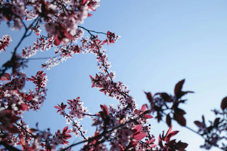 purple flowers with blue sky and leaves on nch