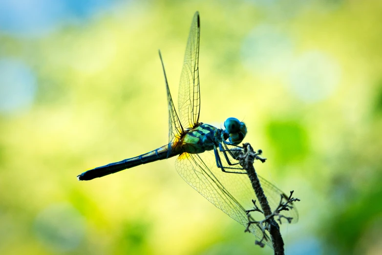 a blue dragonfly is sitting on top of a plant