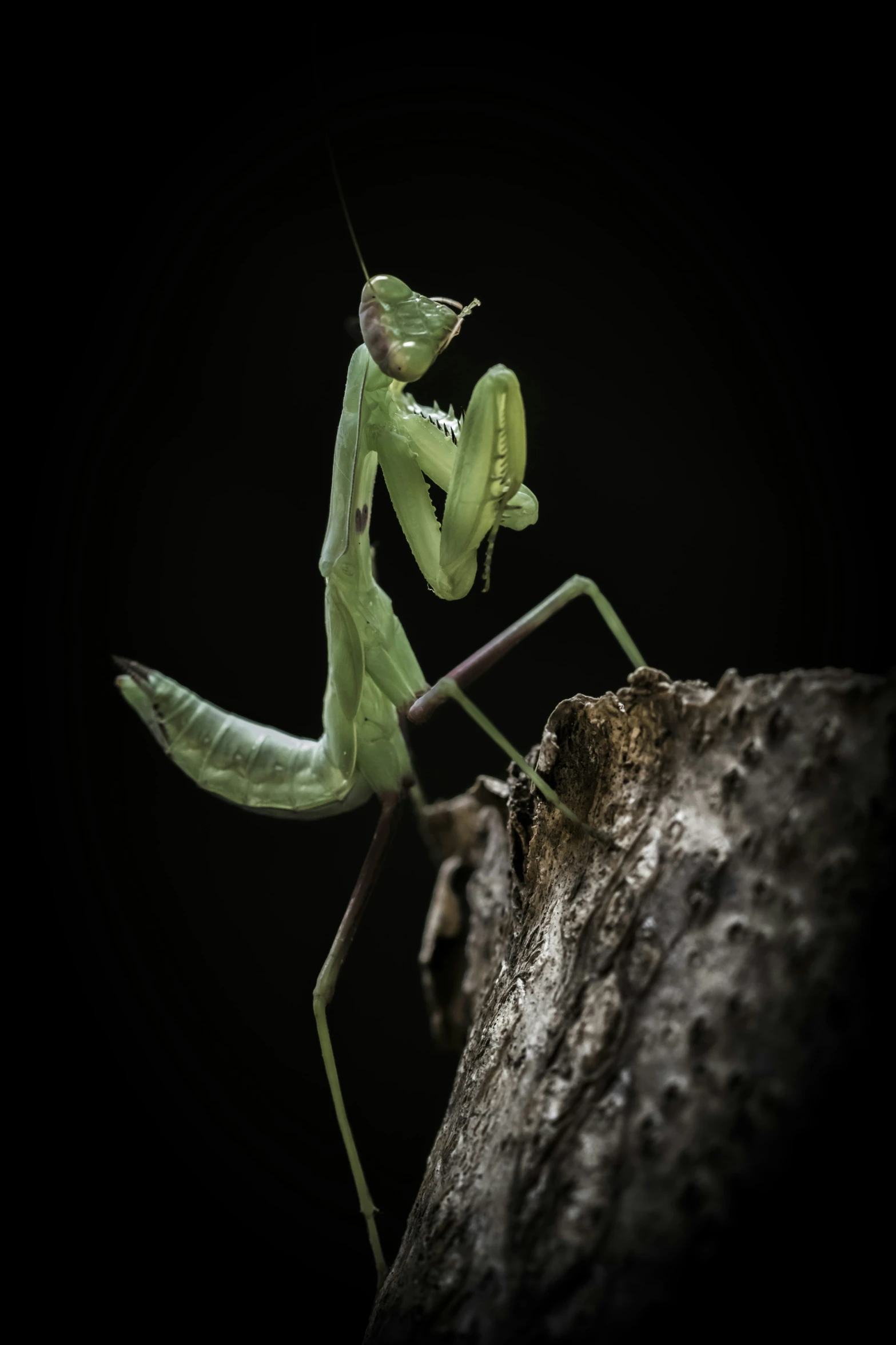 a green praying mantisut on the top of a rock