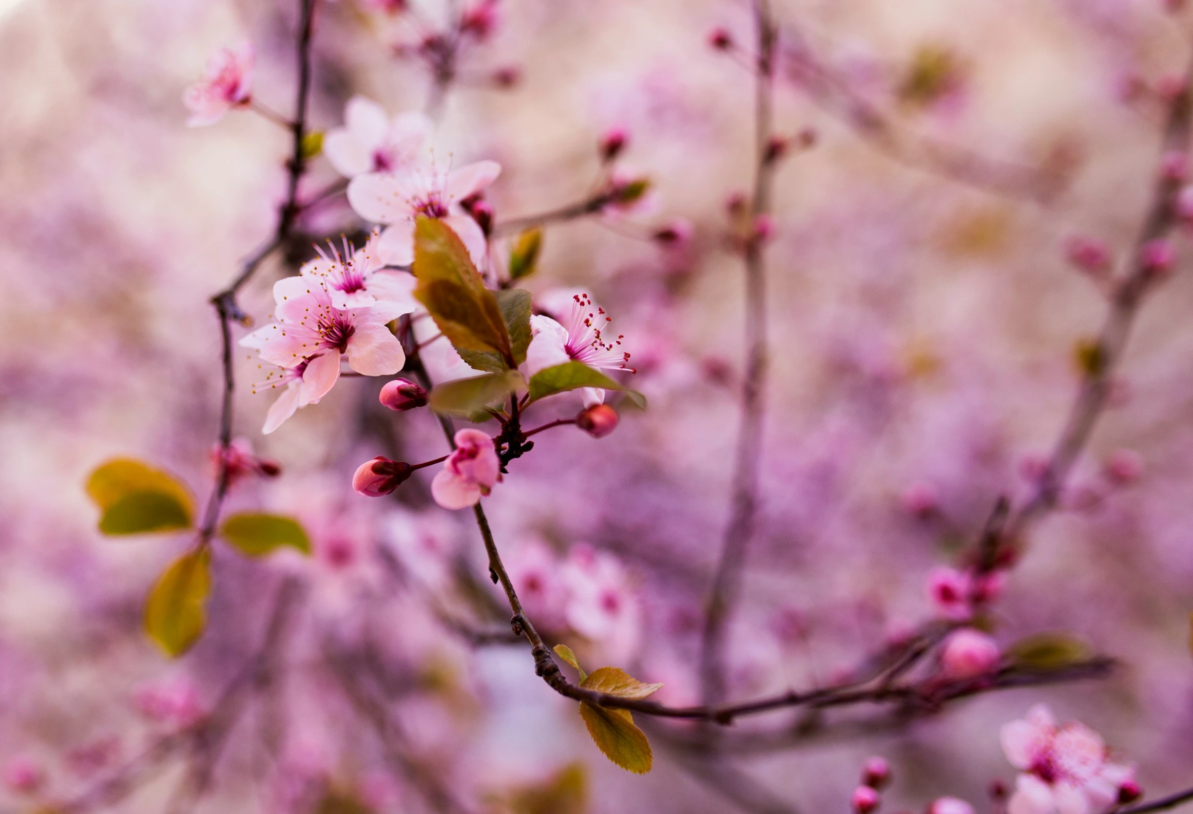 a nch with pink blossoms in a forest