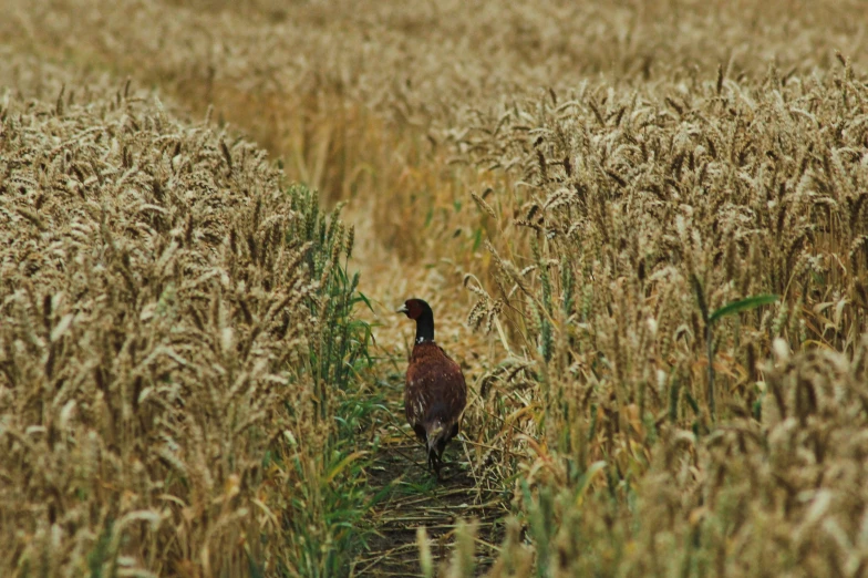 a bird walks across a field of wheat