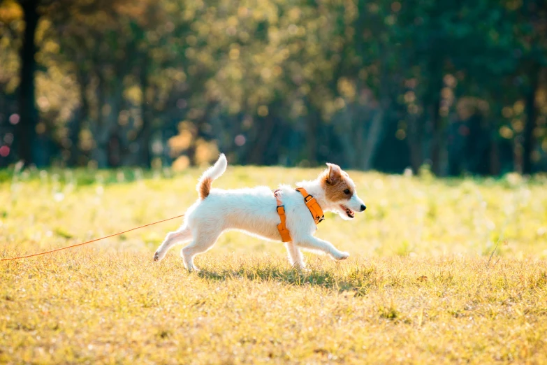 a small dog that is running through a field