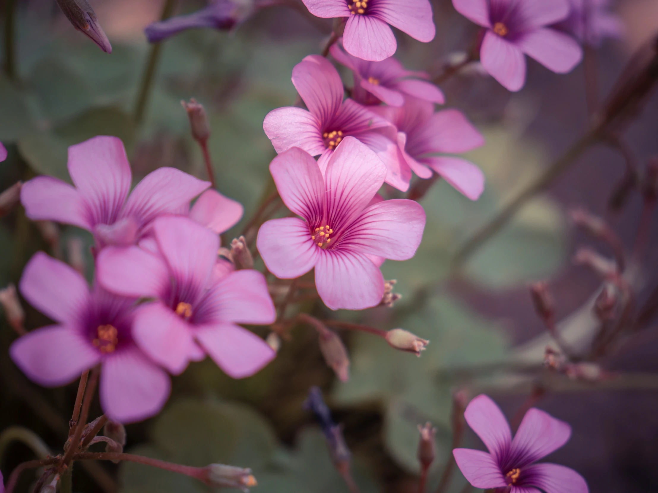 many pink flowers near each other on a bush