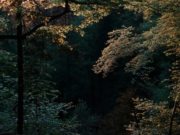 an image of a forest setting with bright colors