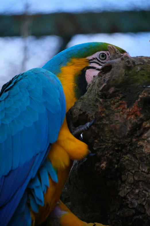 colorful parrot perched on a tree trunk with its mouth open