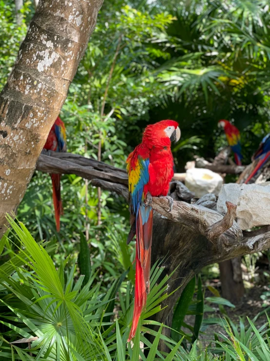 a group of red parrots sitting in a tree