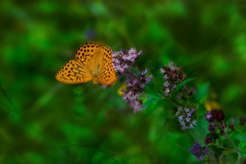 an orange erfly is on top of a purple flower