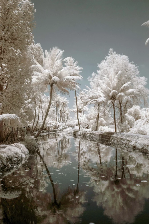 infrared pograph of trees in winter landscape