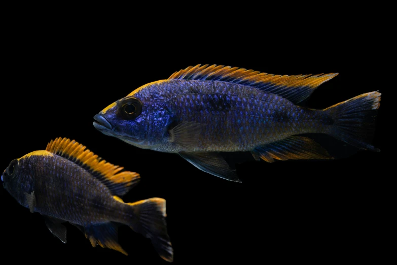 a pair of blue and yellow tropical fish, in the water