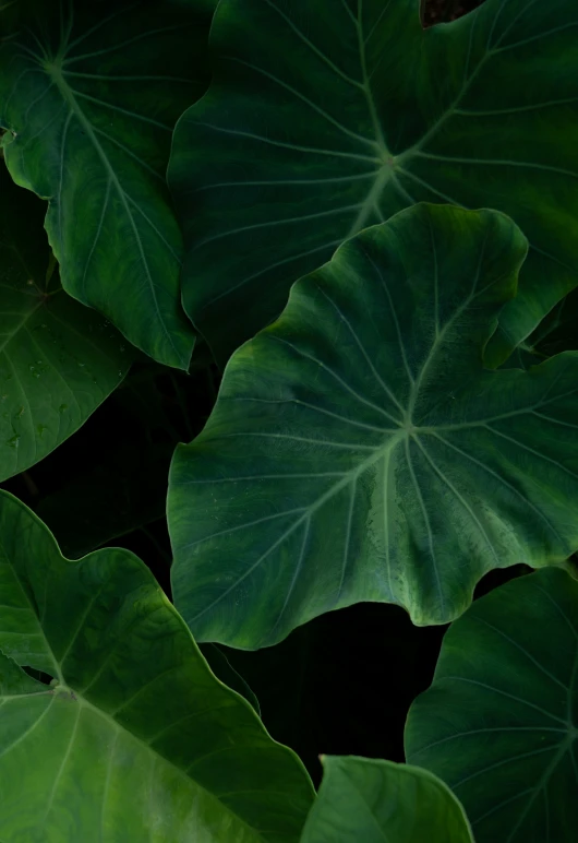 large leafy green plants growing next to each other