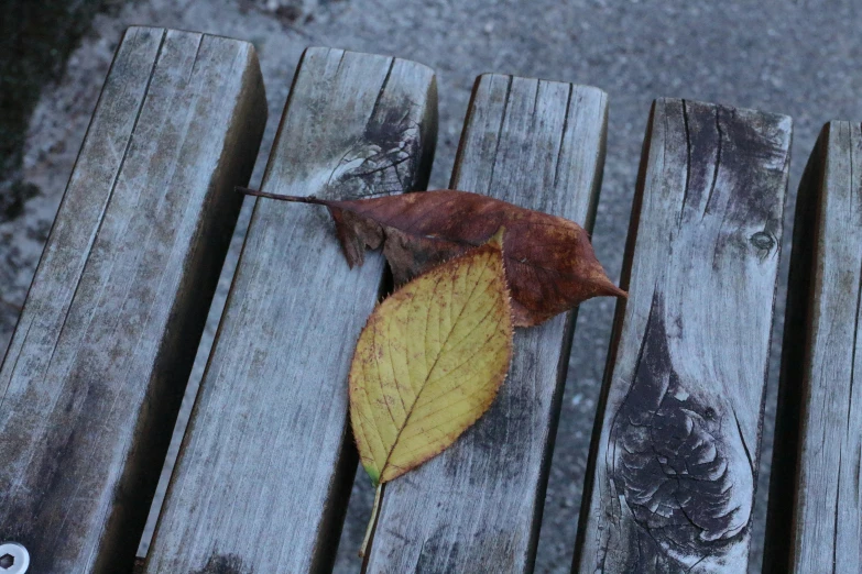 a single leaf that is sitting on a bench