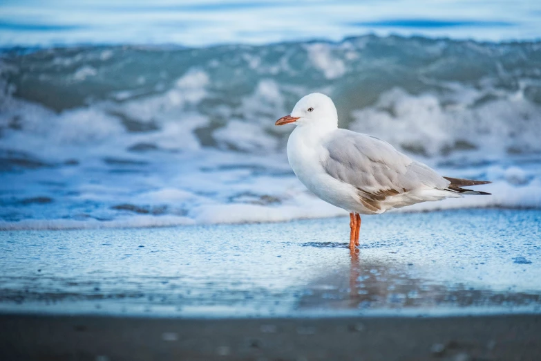 a seagull is standing on the beach next to the waves