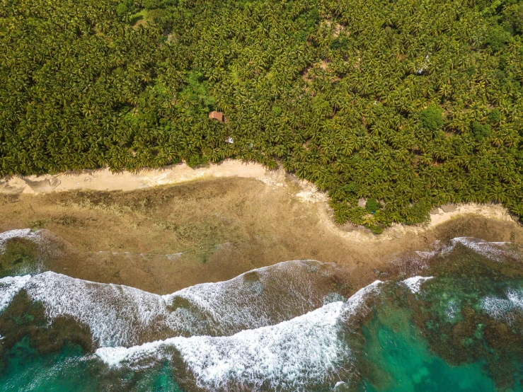 top down view of water and land with trees