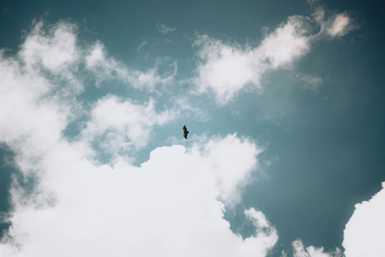 a lone bird in the sky on a windy day