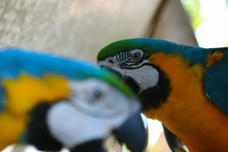 two colorful parrots next to each other on a wall