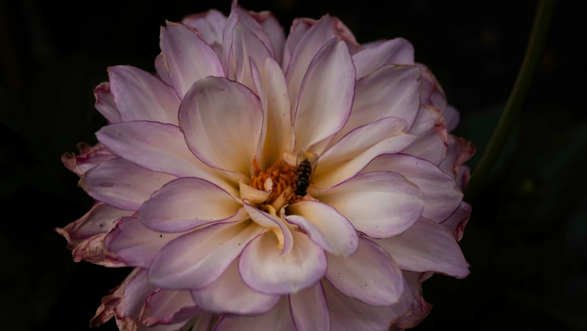 a purple flower with white petals and a bug on top