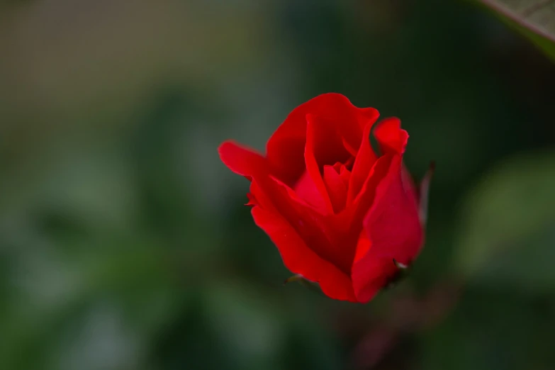 a flower that is red in some kind of plant