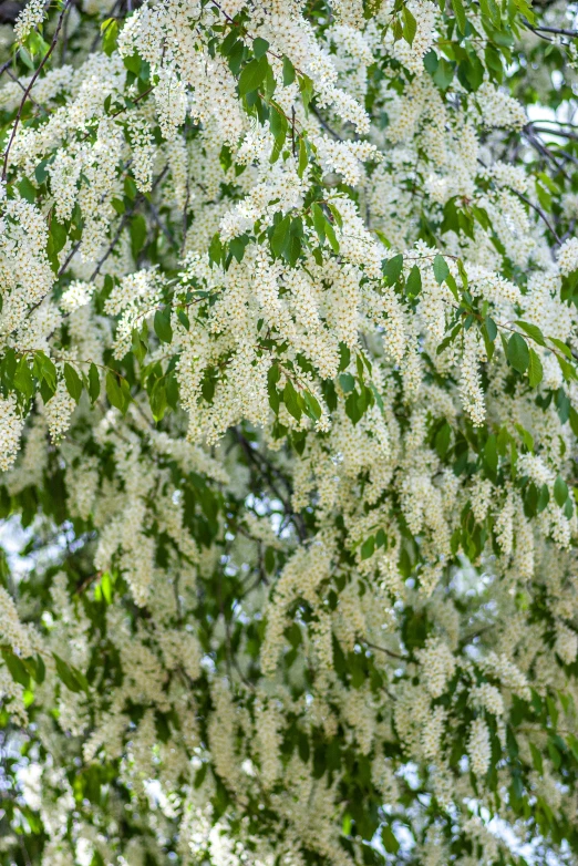 tree leaves covered in white flowers with water in the background