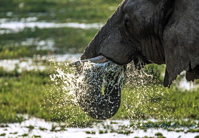 the elephant is playing with water on its face