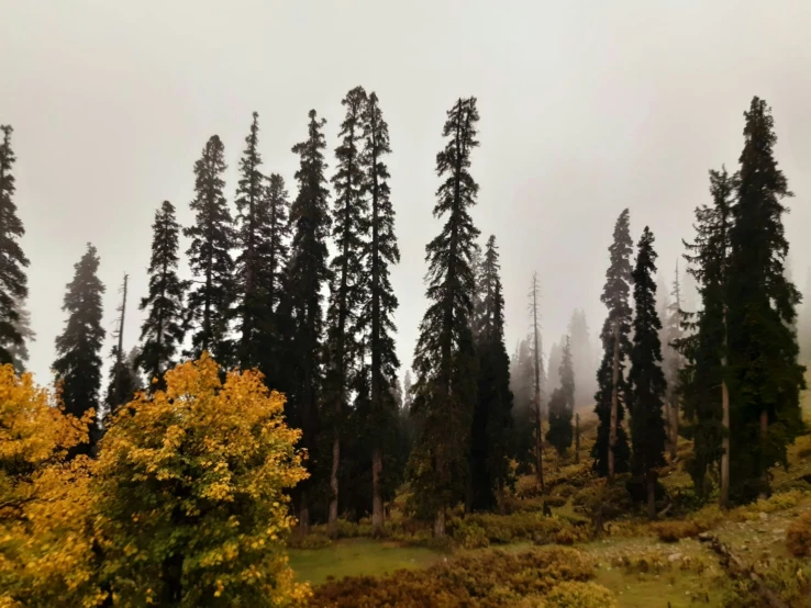 the trees stand near each other on a foggy day