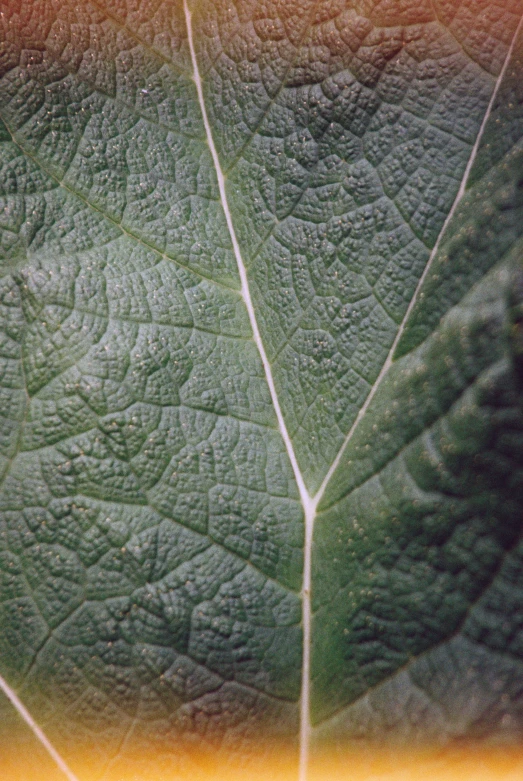 a close up of a plant leaf