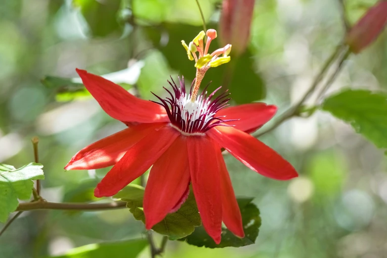 a red flower with two leaves on it