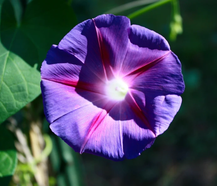 a purple flower that is in bloom with a white center