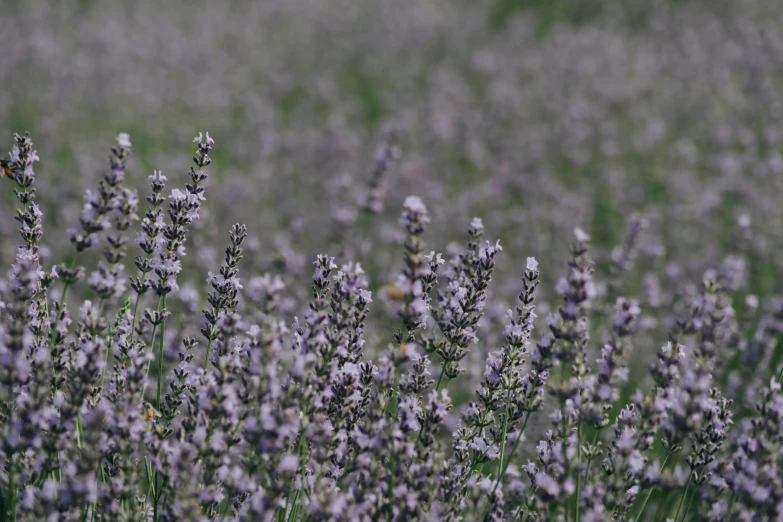 flowers in a large field with a green field behind