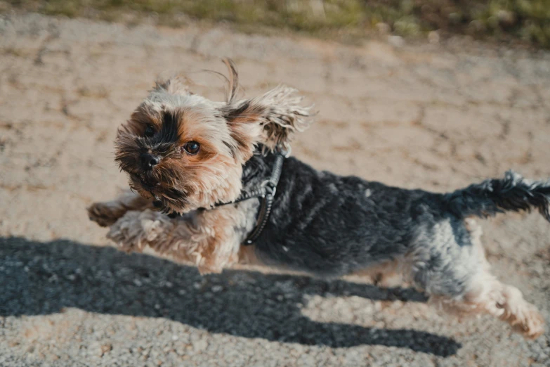 a dog with a leash walking through the dirt