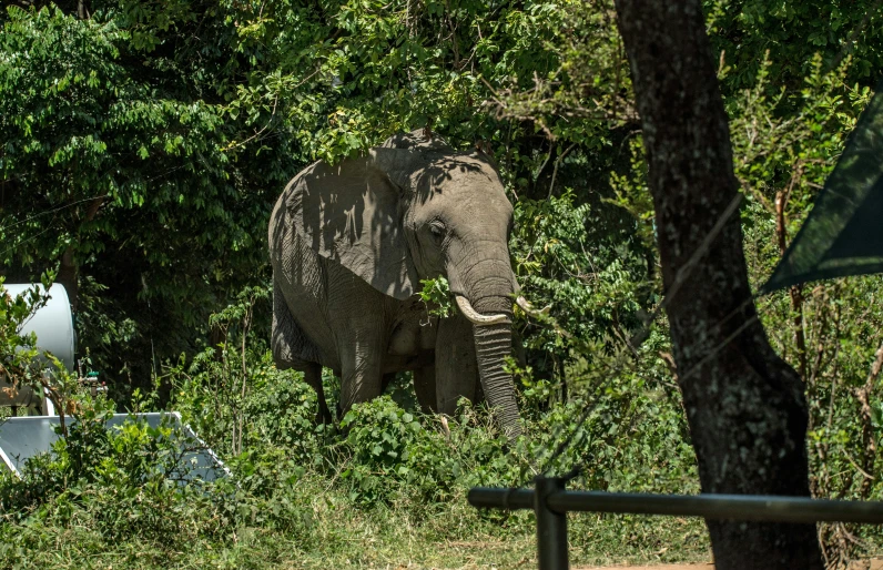 an elephant standing in the middle of the forest