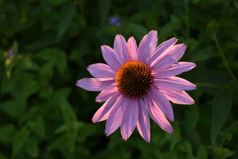 a single purple flower standing next to some green plants