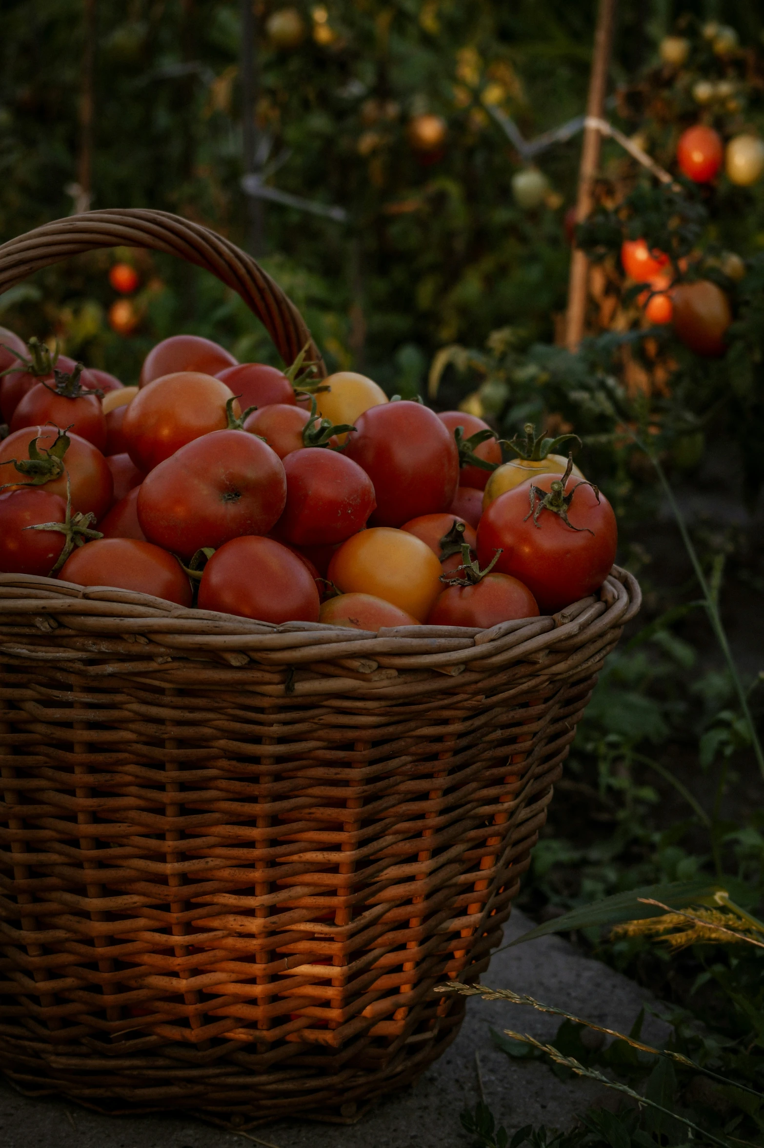 a wicker basket full of tomatoes in an orchard