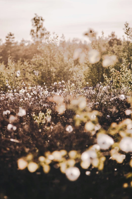 flowers blooming on a sunny day in a park