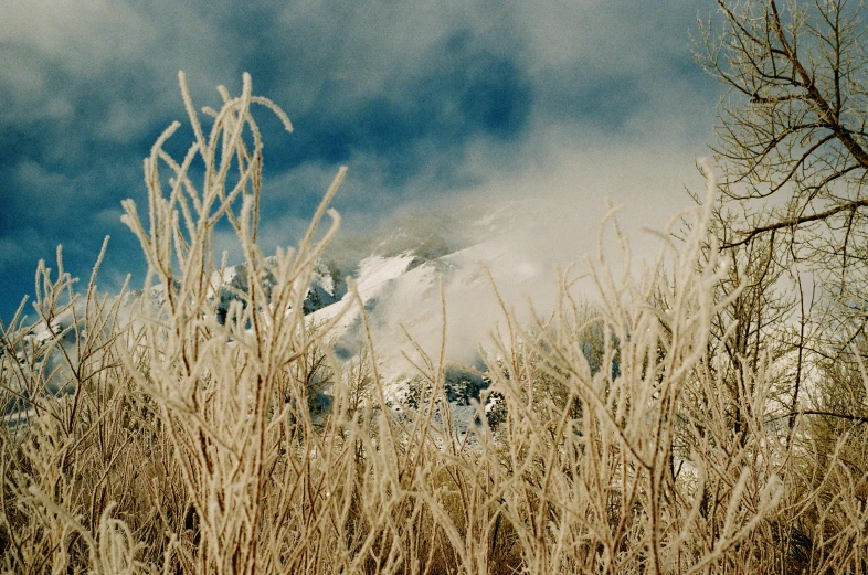 an old po taken through dead vegetation in front of a mountain