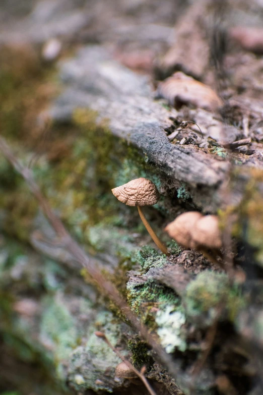 an image of a small white mushroom on a log