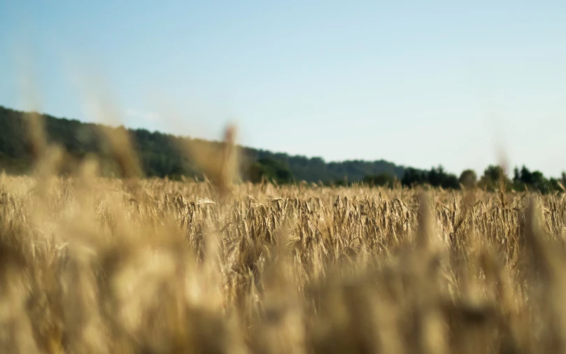 a field of ripe wheat ready to be harvested