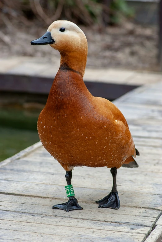 a duck with green socks is on a dock