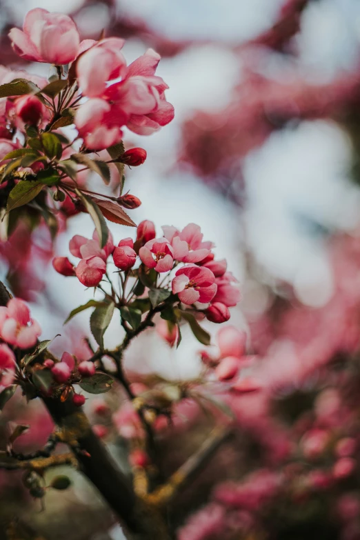 some pink flowers are blooming on a nch