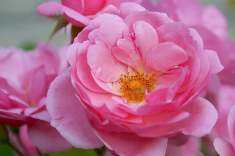 pink roses blooming with water droplets on their petals