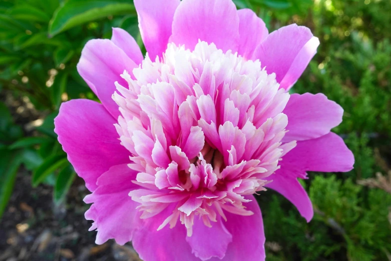 a pink flower sitting on top of a green leaf filled field